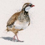 Kay Johns - Red Baron (Red Legged Partridge)