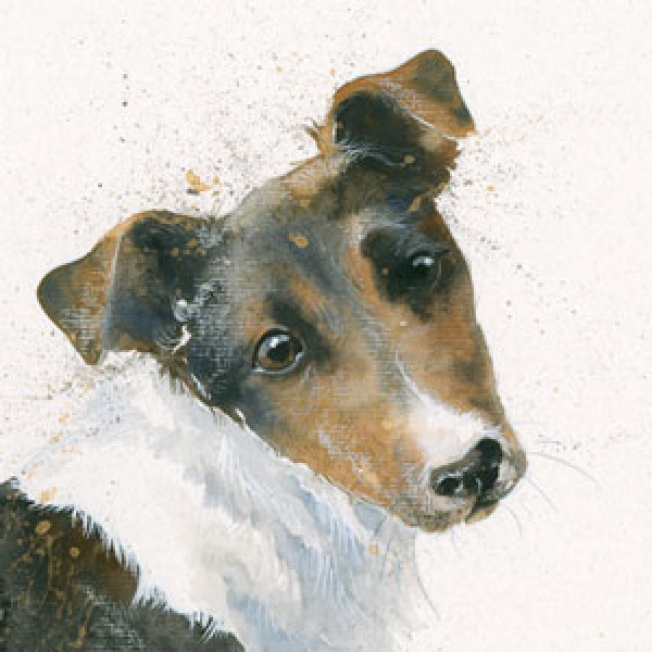 Kay Johns - Russell (Jack Russell)