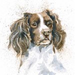 Kay Johns - Sam (Springer Spaniel)