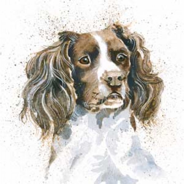 Kay Johns - Sam (Springer Spaniel)