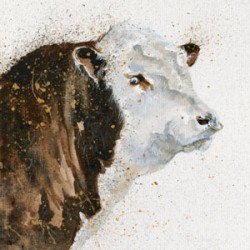 Kay Johns - Wellington (Hereford Bull)