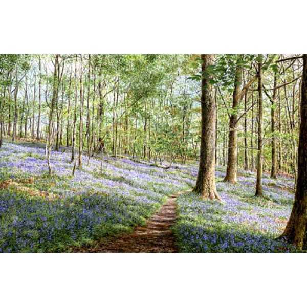 Keith Melling - Bluebells, Brathay Wood