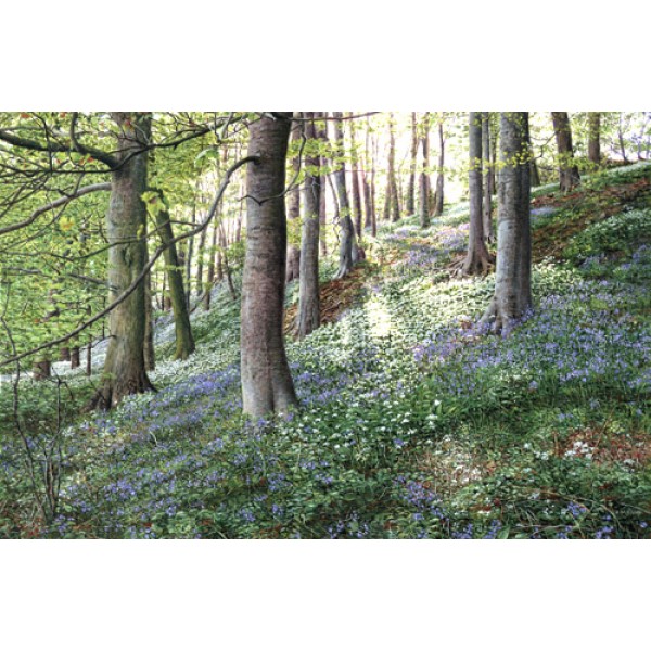 Keith Melling - Bluebells and Ramsons