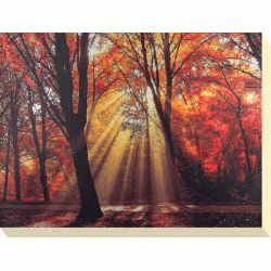 Lars Van De Goor - Dressed To Shine Canvas Print 