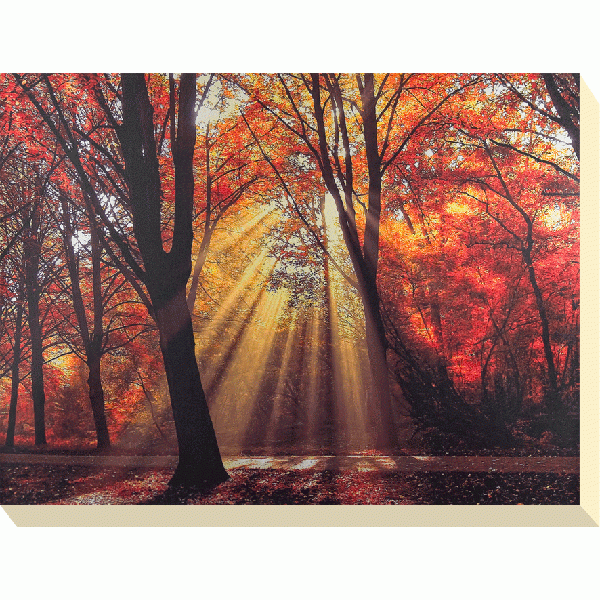 Lars Van De Goor - Dressed To Shine Canvas Print 