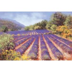 Maureen Jordan - Lavender in Provence