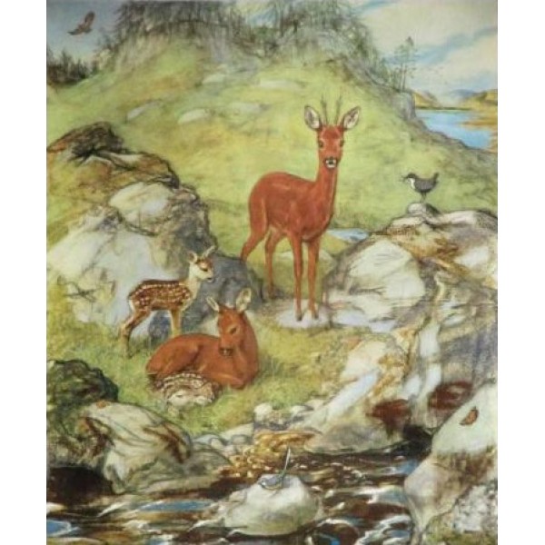 Muriel Dawson - Roe Deer in Summer