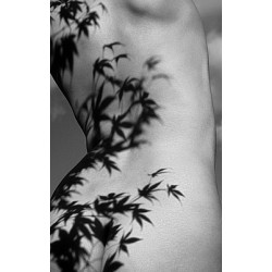 Nina Gustar - Acer Shadows