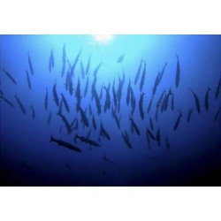 Rachel Fearnley - Into the Deep