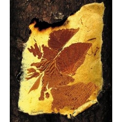 Ronnie Leckie - Amber Leaf