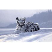 Arctic