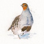 Kay Johns - The Englishman (Grey Partridge) 