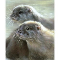 Vivien Walters - Otters     
