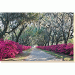 Winthrope Hiers - Azalea Avenue Canvas Print 