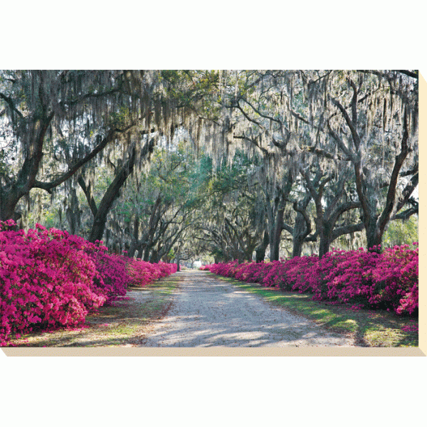 Winthrope Hiers - Azalea Avenue Canvas Print 